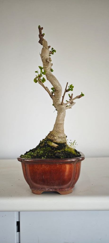 *GI 4. Ginkgo biloba 120 euros con evio gratis peninsula.