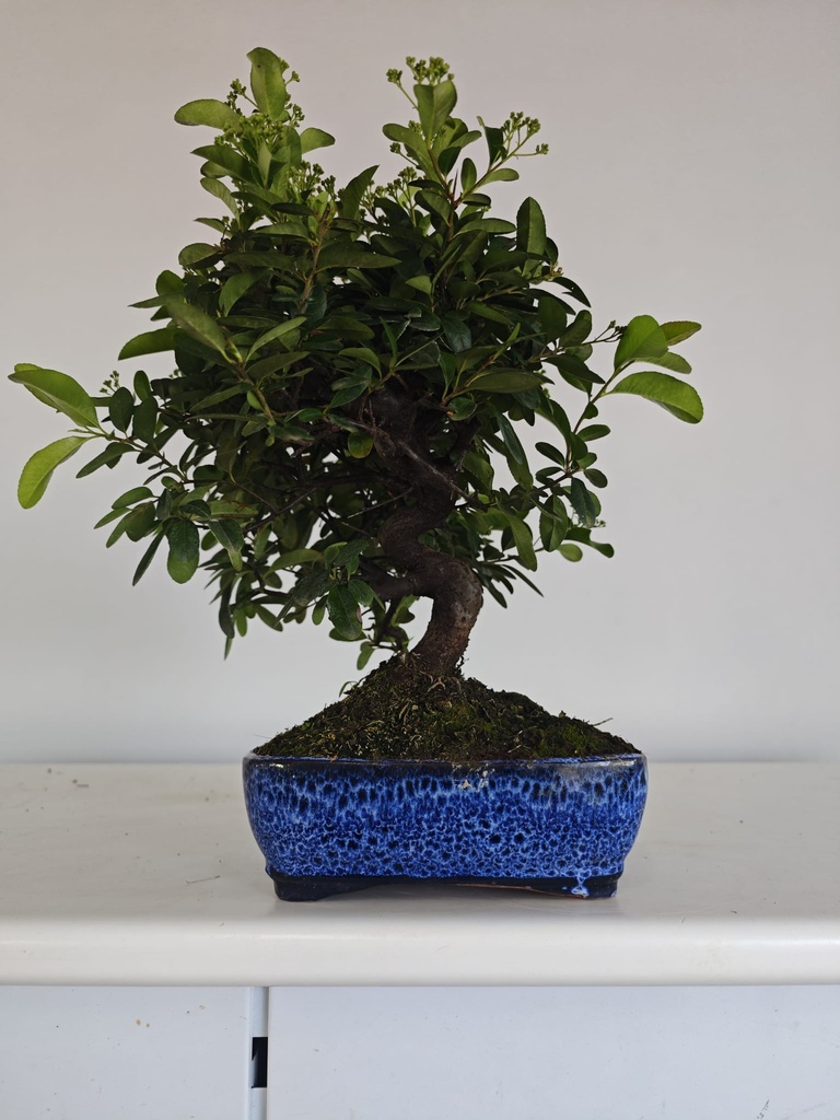*PY 13. Pyracantha 100 euros con envio gratis peninsula.