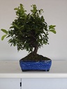 *PY 13. Pyracantha 100 euros con envio gratis peninsula.