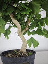 *GI 21 Ginkgo 70 euros con envio gratis peninsula.