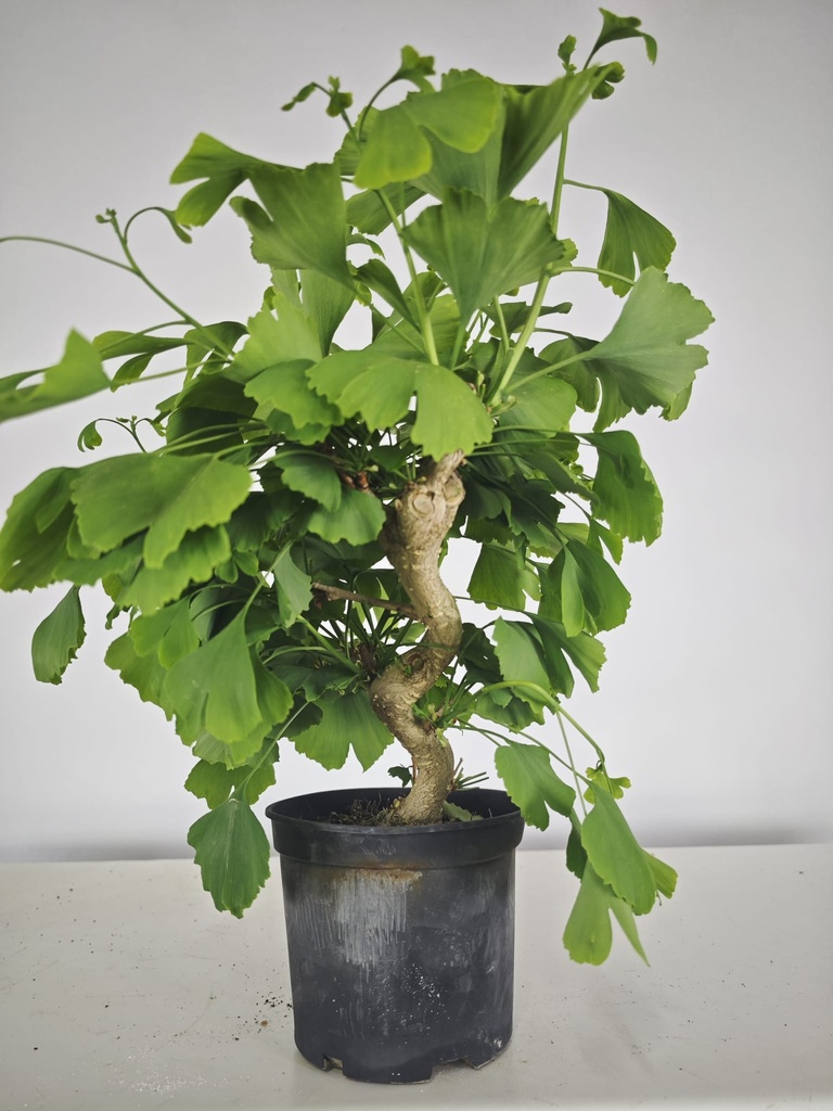 *GI 22 Ginkgo 70 euros con envio gratis peninsula.