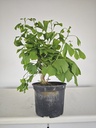 *GI 22 Ginkgo 70 euros con envio gratis peninsula.