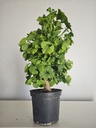 *Gi 27 Ginkgo 280 euros con envio gratis peninsula.
