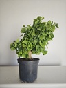 *Gi 27 Ginkgo 280 euros con envio gratis peninsula.