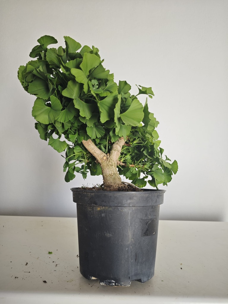 *Gi 28 Ginkgo 280 euros con envio gratis peninsula.