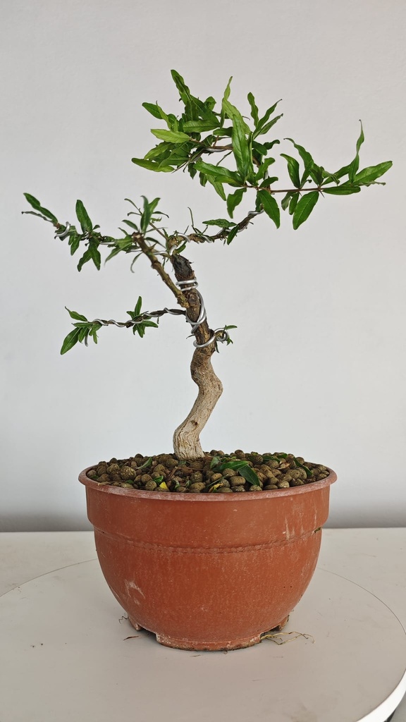 G28. Granado nejikan/ 150€