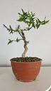 G28. Granado nejikan/ 150€