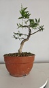 G28. Granado nejikan/ 150€