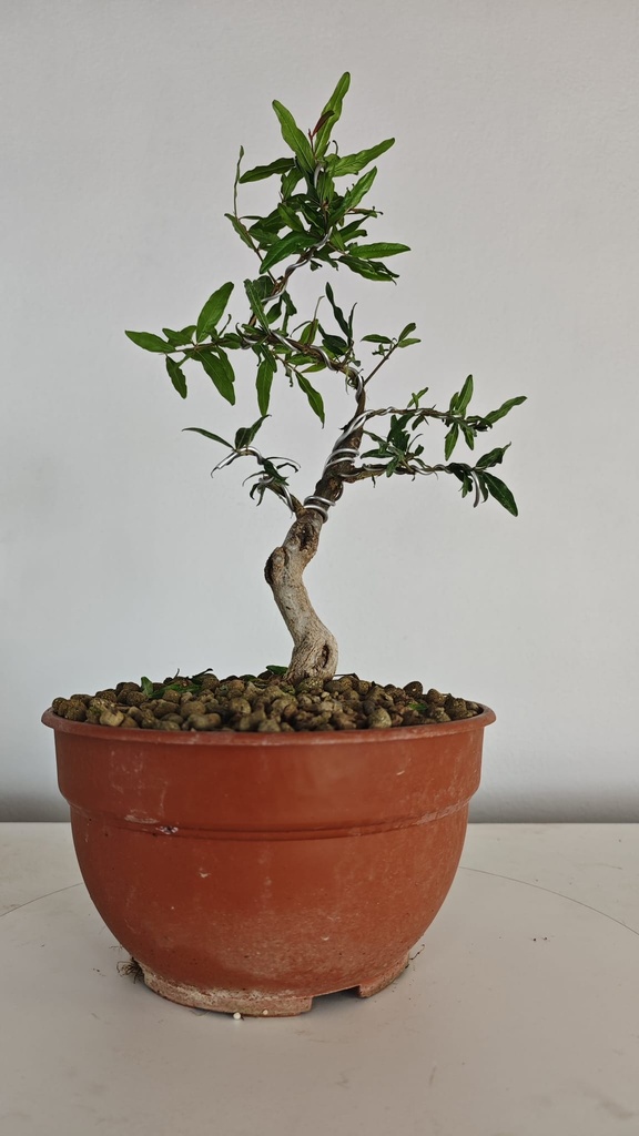 G28. Granado nejikan/ 150€