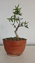 G28. Granado nejikan/ 150€