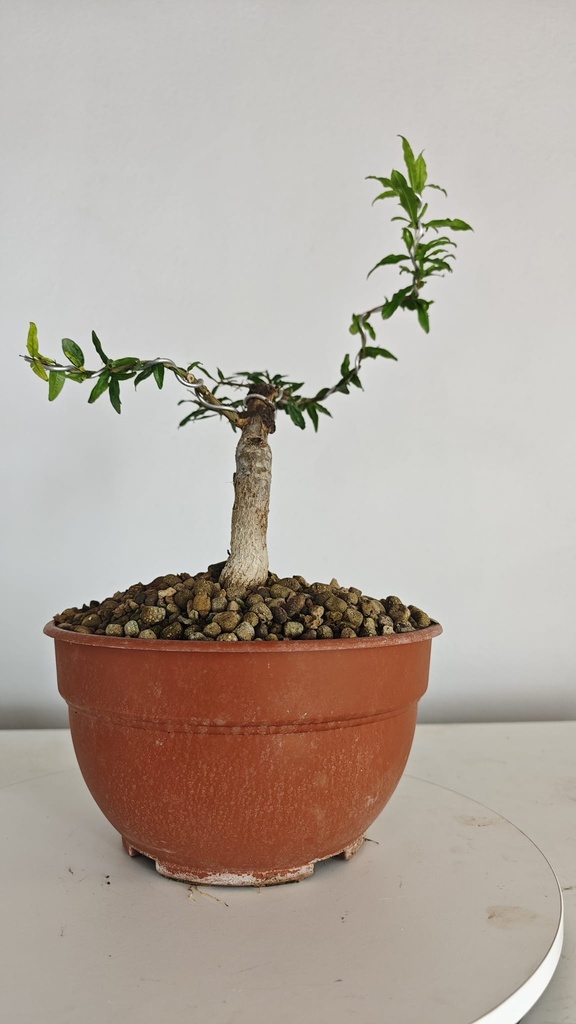 G27. Granado nejikan/ 200€