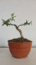 G27. Granado nejikan/ 200€