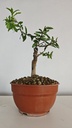 G27. Granado nejikan/ 200€