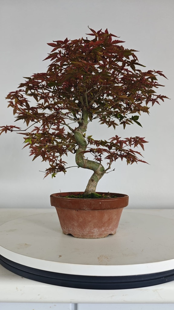 *D 32. Acer palmatum deshojo 150 euros con envio gratis peninsula.