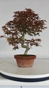 *D 32. Acer palmatum deshojo 150 euros con envio gratis peninsula.