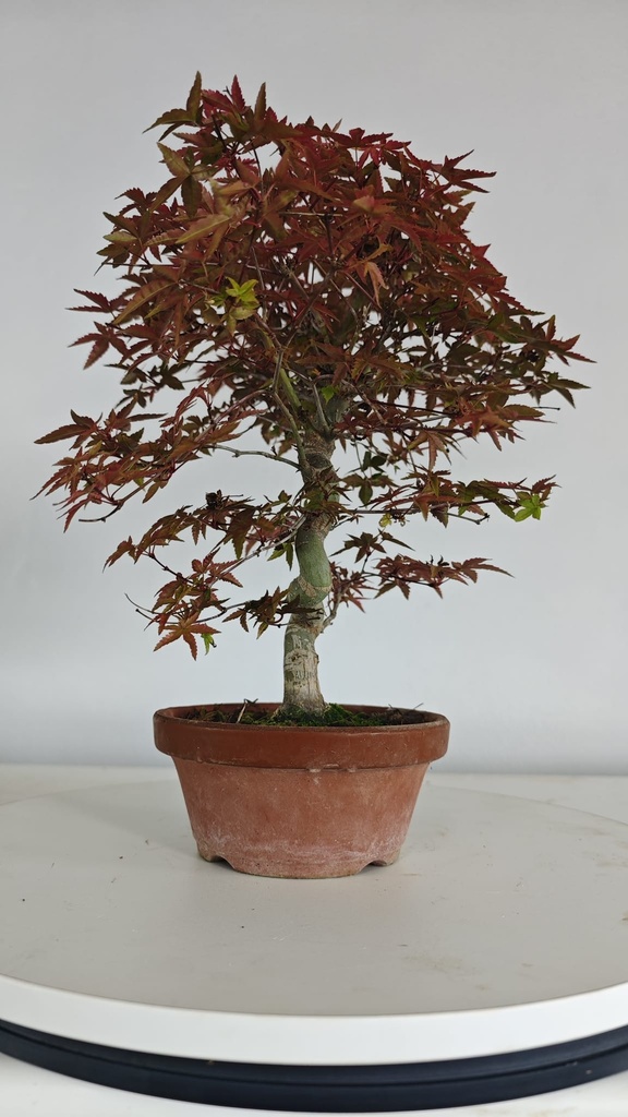 *D 32. Acer palmatum deshojo 150 euros con envio gratis peninsula.