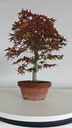 *D 32. Acer palmatum deshojo 150 euros con envio gratis peninsula.