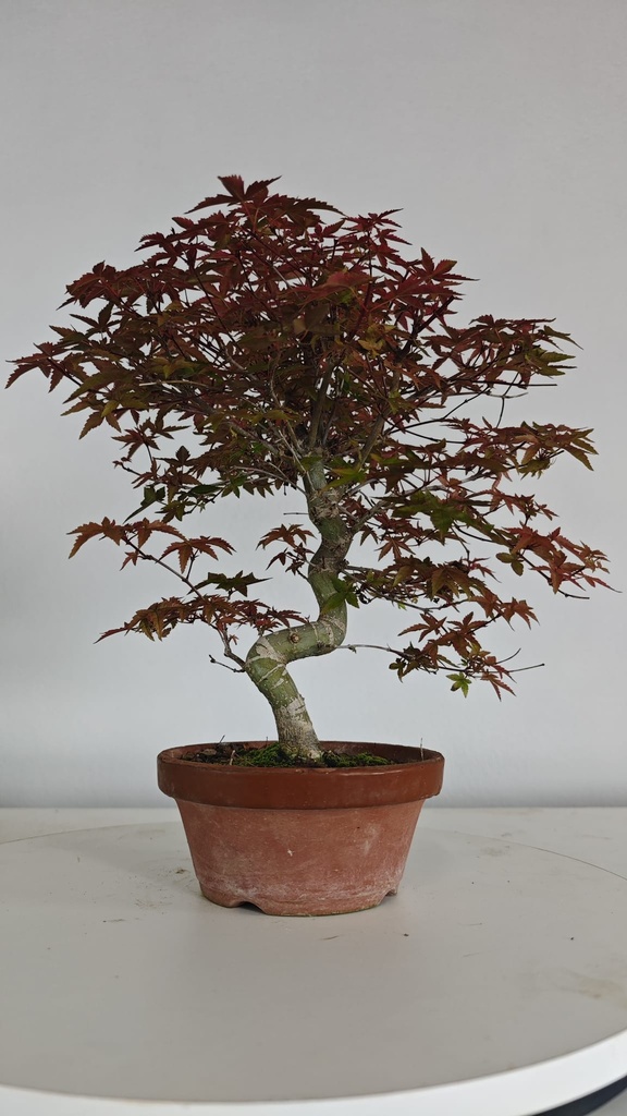 *D 32. Acer palmatum deshojo 150 euros con envio gratis peninsula.