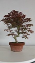 *D 32. Acer palmatum deshojo 150 euros con envio gratis peninsula.