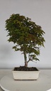 *D 27. Acer palmatum deshojo 150 euros con envio gratis peninsula.