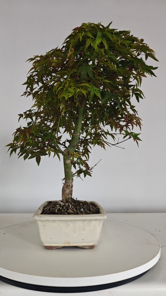 *D 27. Acer palmatum deshojo 150 euros con envio gratis peninsula.