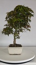 *D 27. Acer palmatum deshojo 150 euros con envio gratis peninsula.