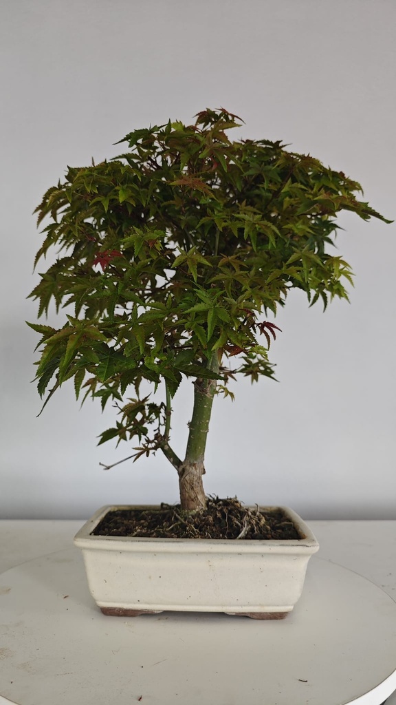 *D 27. Acer palmatum deshojo 150 euros con envio gratis peninsula.