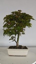 *D 27. Acer palmatum deshojo 150 euros con envio gratis peninsula.