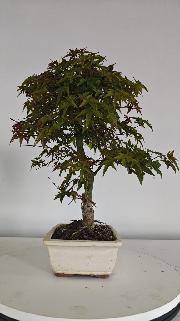 *D 27. Acer palmatum deshojo 150 euros con envio gratis peninsula.