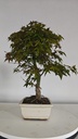 *D 27. Acer palmatum deshojo 150 euros con envio gratis peninsula.