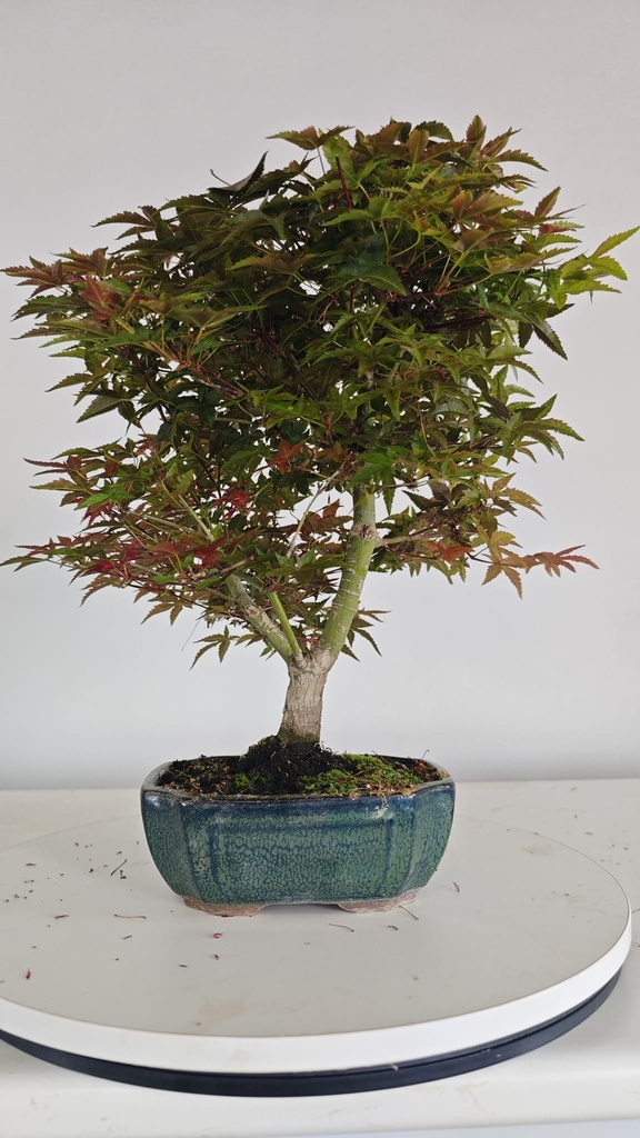 *D 30. Acer palmatum deshojo 150 euros con envio gratis peninsula.