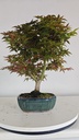 *D 30. Acer palmatum deshojo 150 euros con envio gratis peninsula.