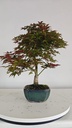 *D 30. Acer palmatum deshojo 150 euros con envio gratis peninsula.