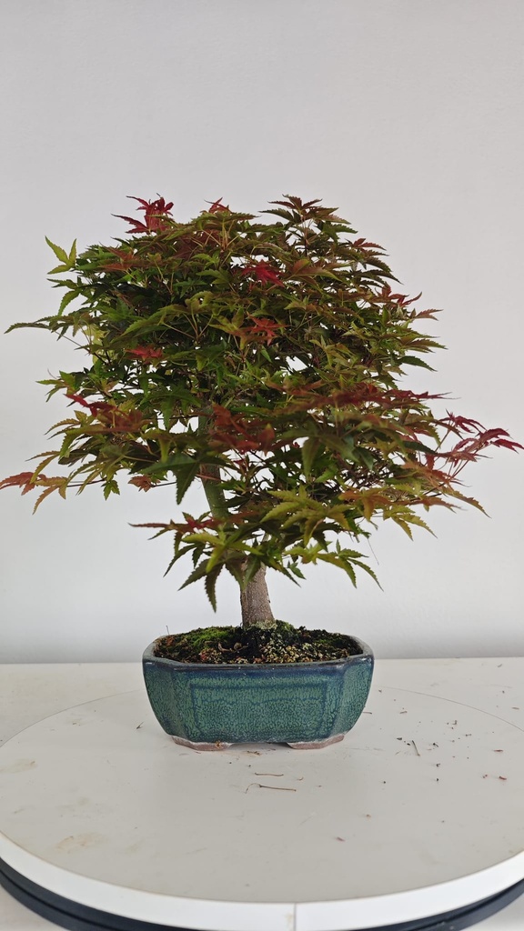 *D 30. Acer palmatum deshojo 150 euros con envio gratis peninsula.