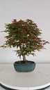 *D 30. Acer palmatum deshojo 150 euros con envio gratis peninsula.