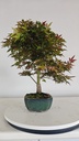 *D 30. Acer palmatum deshojo 150 euros con envio gratis peninsula.