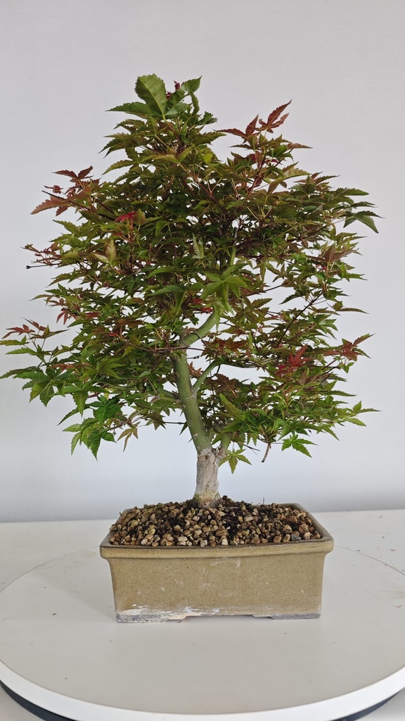 *D 28. Acer palmatum deshojo 150 euros con envio gratis peninsula.