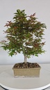 *D 28. Acer palmatum deshojo 150 euros con envio gratis peninsula.