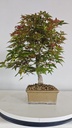 *D 28. Acer palmatum deshojo 150 euros con envio gratis peninsula.