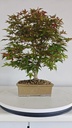 *D 28. Acer palmatum deshojo 150 euros con envio gratis peninsula.