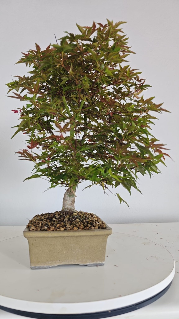 *D 28. Acer palmatum deshojo 150 euros con envio gratis peninsula.