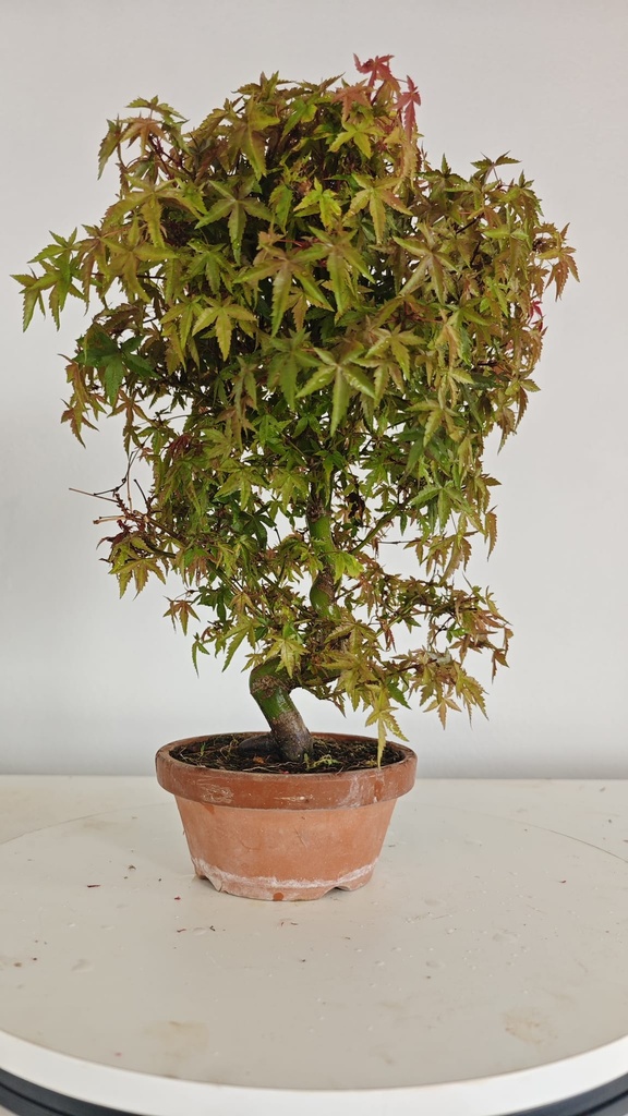 *D 33. Acer palmatum deshojo 150 euros con envio gratis peninsula.