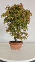 *D 33. Acer palmatum deshojo 150 euros con envio gratis peninsula.