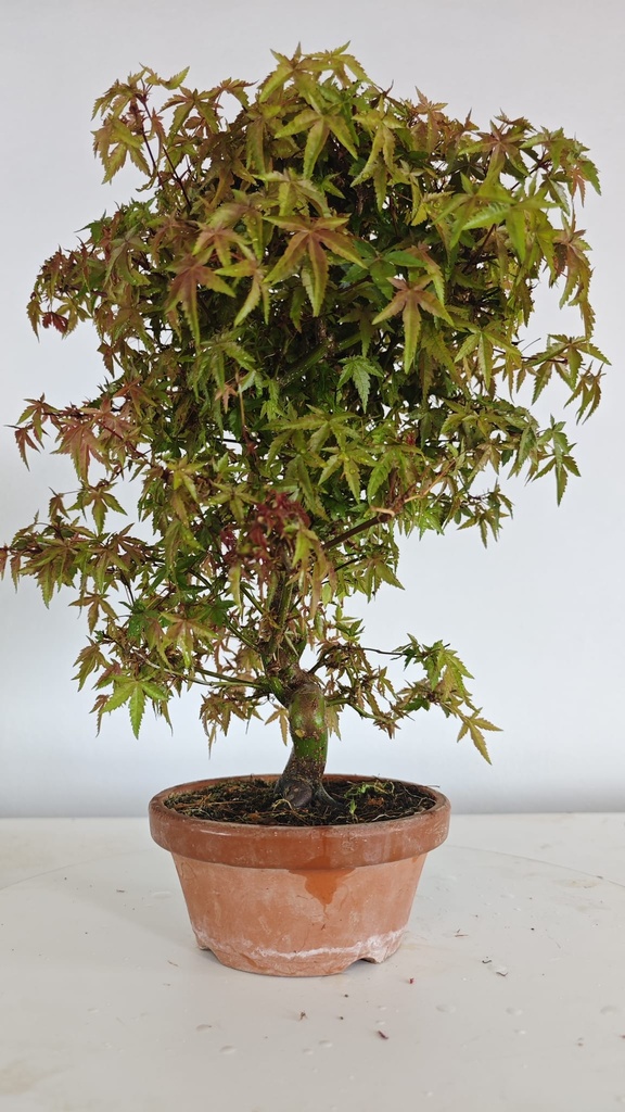 *D 33. Acer palmatum deshojo 150 euros con envio gratis peninsula.