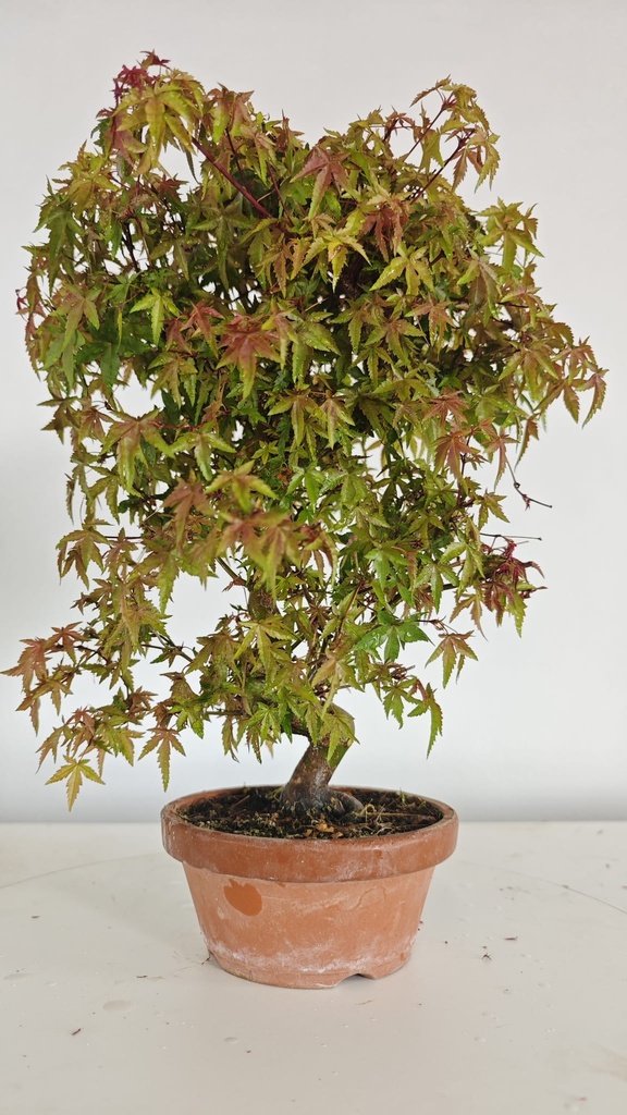 *D 33. Acer palmatum deshojo 150 euros con envio gratis peninsula.