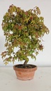 *D 33. Acer palmatum deshojo 150 euros con envio gratis peninsula.