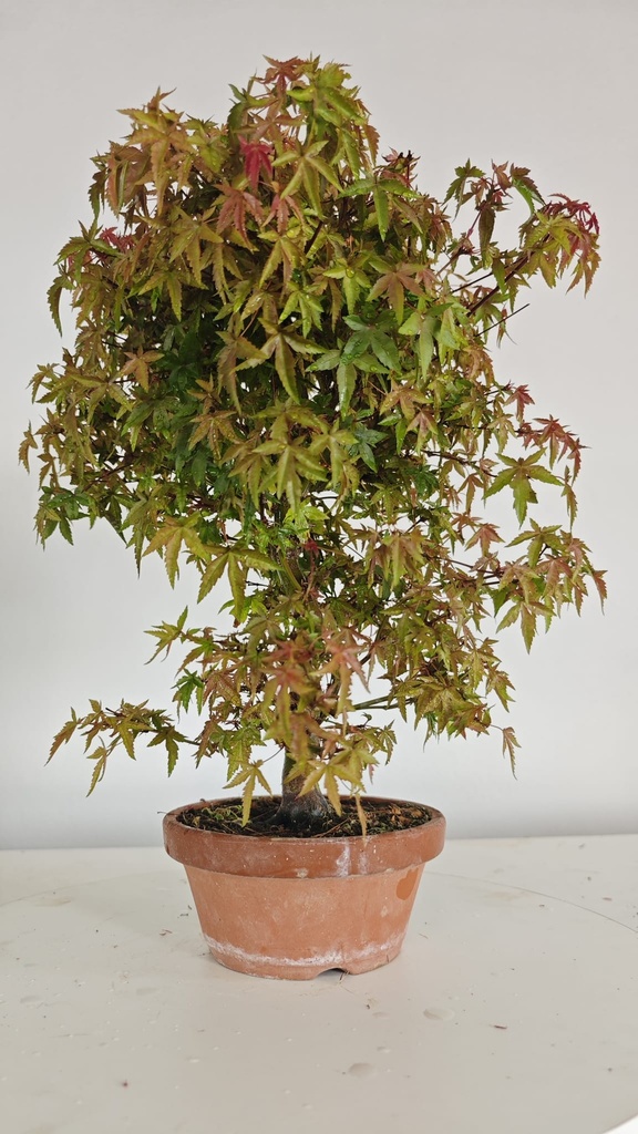 *D 33. Acer palmatum deshojo 150 euros con envio gratis peninsula.