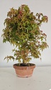 *D 33. Acer palmatum deshojo 150 euros con envio gratis peninsula.