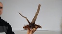 H 12. Ficus carica 150 euros con envio gratis peninsula.