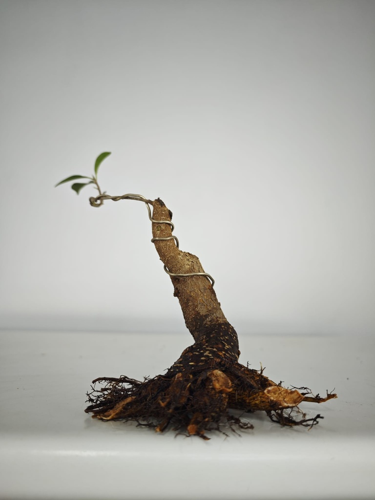 R 1. Ficus retusa 120 euros con envio gratis peninsula.